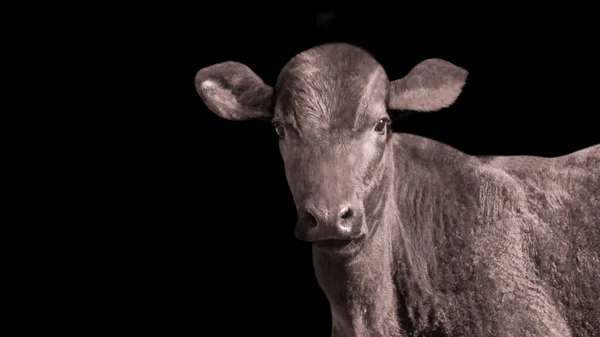Preto Vaca Cabeça Closeup Rosto Preto Fundo — Fotografia de Stock