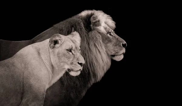 Male And Female Lion Standing In Dark Background