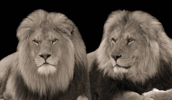 Deux Sauvages Colère Lion Assis Dans Fond Noir — Photo