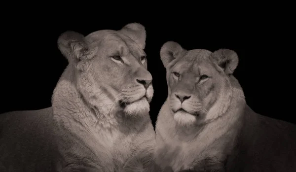 Two Beautiful Lions In The Black Background
