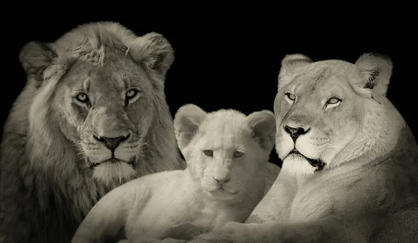 Beautiful Wild Lion Family Resting Black Background — Stock Photo, Image