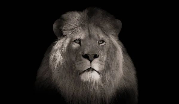 Wild Lejonhuvud Närbild Mörk Svart Bakgrund — Stockfoto