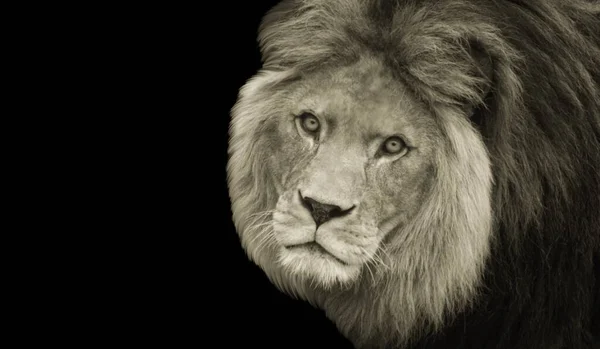 黑色背景下的狮子头像美丽的狮子头像 — 图库照片
