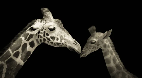 Feliz Bebê Girafa Mãe Girafa Cuidando Dela Fundo Preto — Fotografia de Stock