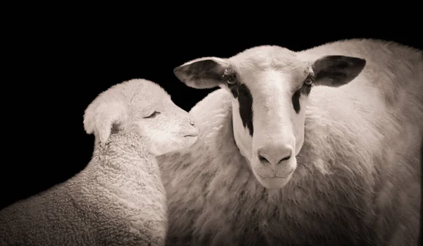 Мати Вівці Милий Дитина Вівці Разом Чорному Тлі — стокове фото