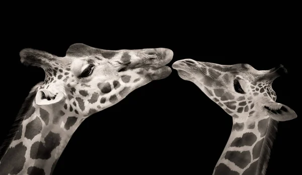 Cute Couple Giraffe Face Portrait Animals — Stock Photo, Image