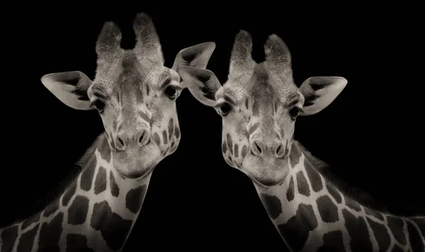 Dzikie Śmieszne Żyrafa Zbliżenie Głowa Ciemnym Tle — Zdjęcie stockowe