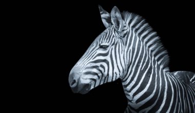 Mutlu Zebra Kafa Kapanış Yüzü