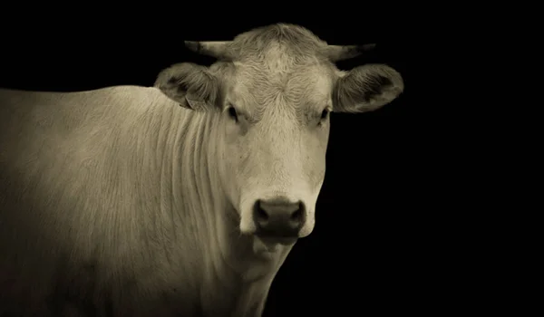 Cuerno Cabeza Vaca Cara Fondo Negro —  Fotos de Stock