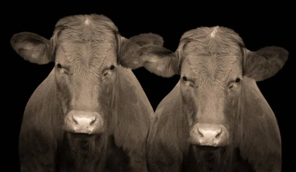 Duas Vacas Frontal Closeup Face Fundo Preto — Fotografia de Stock