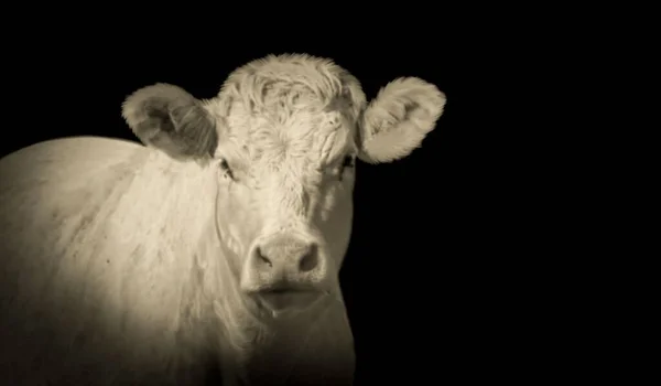 Hermosa Cabeza Vaca Doméstica Fondo Negro —  Fotos de Stock