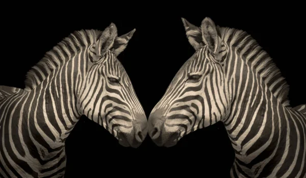 Две Зебры Стоящие Вместе Черном Фоне — стоковое фото