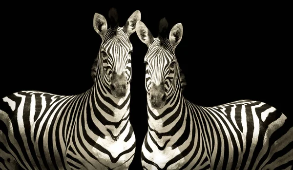 Wild Zebra Standing Together Black Background — Stock Photo, Image