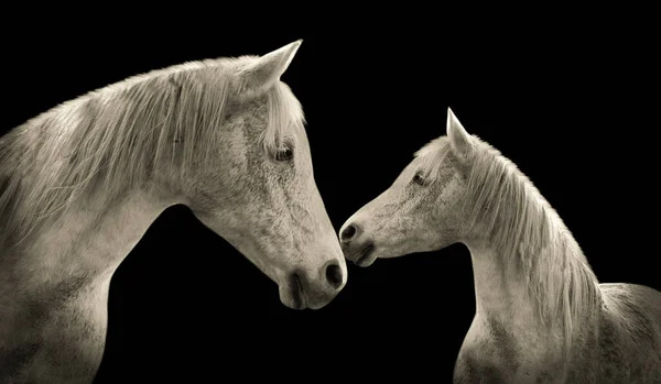 Baby Horse Kiss Her Mother In The Black Background