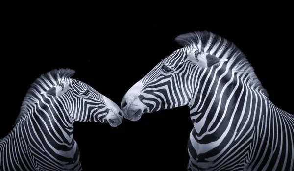 Madre Bambino Zebra Godere Insieme Nero Sfondo — Foto Stock
