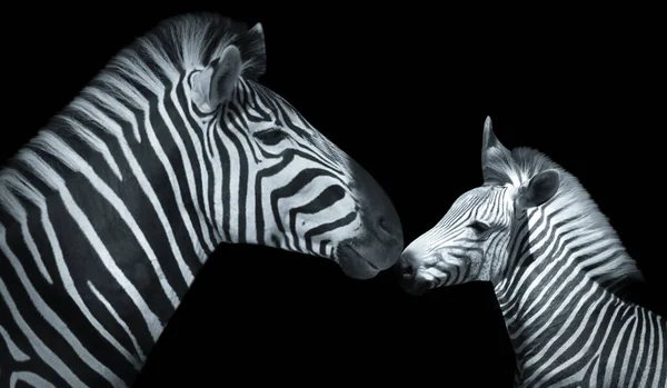 Mãe Bebê Zebra Animais Bonitos Fundo Preto — Fotografia de Stock