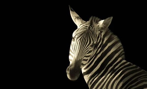 Zebra Cute Head Zbliżenie Twarzy — Zdjęcie stockowe