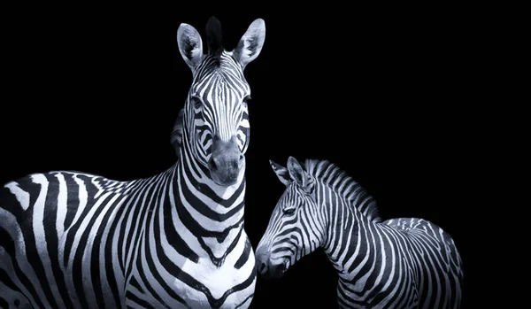 Baby Und Mutter Zebra Niedliche Beziehung Schwarzen Hintergrund — Stockfoto
