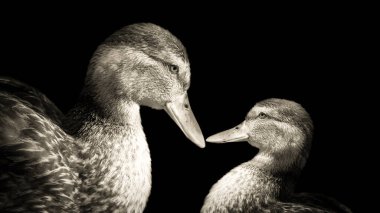 Anne ve Bebek Ördek Karanlık Arkaplanda