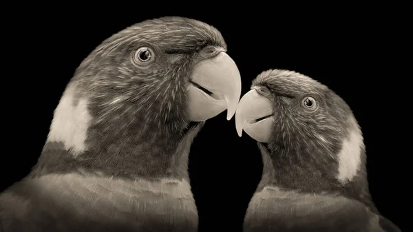 Två Vackra Papegoja Närbild Ansikte — Stockfoto