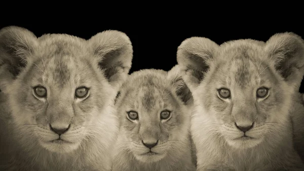 Cute Lion Baby Cubs Beautiful Face Closeup