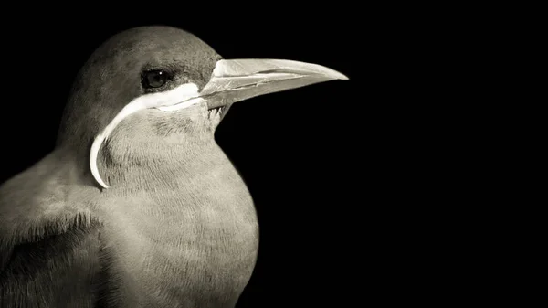 Black White Larosterna Bird Closeup — Stock Photo, Image