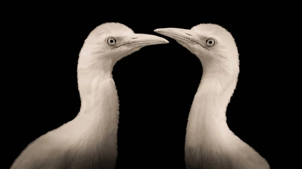 Deux Belle Blanc Aigrette Oiseau Visage — Photo