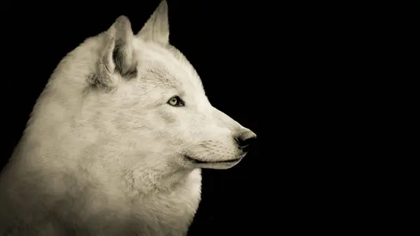 Білий Вовк Голова Миле Обличчя Чорному Тлі — стокове фото