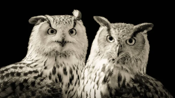 아름다운 Barn Owl 귀여운 Closeup 어두운 — 스톡 사진
