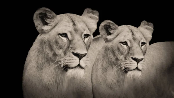 Deux Lion Sauvage Dangereux Tête Gros Plan Images De Stock Libres De Droits