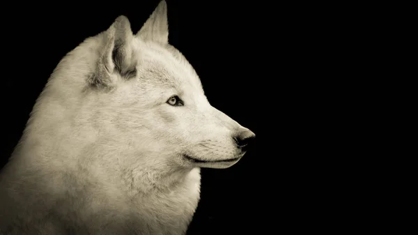 White Wolf Head Mignon Visage Dans Fond Noir Photos De Stock Libres De Droits