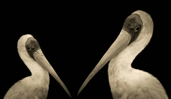 Belle Deux Pelican Gros Plan Tête Dans Sombre Fond — Photo