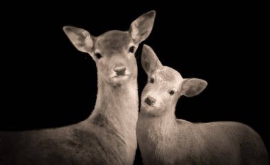 Siyah Arkaplanda Kadın Geyik Başı Yüzü