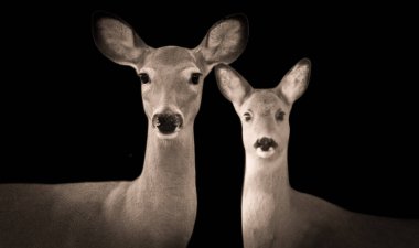 Siyah arka planda Anne ile Bebek Geyik Önüne Bakıyor
