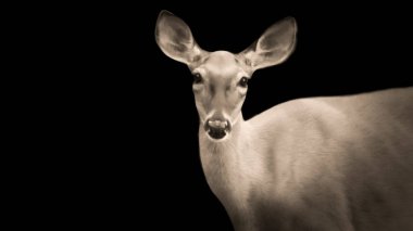 Karanlık Arkaplanda Güzel Vahşi Geyik Kafası