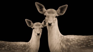 Kara Arkaplanda Vahşi Anne ve Bebek Geyiği