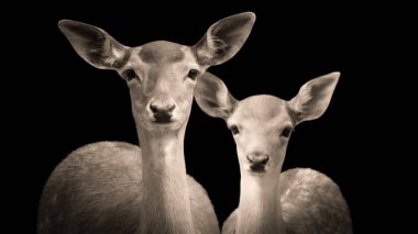 Karanlık Arkaplanda Bebek Geyik Yüzlü Anne portresi