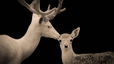 Bebek Geyik ve Büyük Karınca Geyiği Kapanış Yüzü