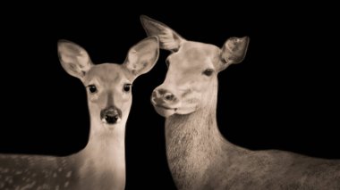 İki Vahşi Geyik Yüzü Siyah Arkaplanda Yakın Çekim