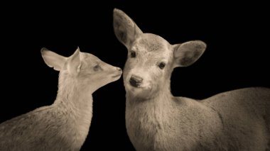 Dişi Geyik ve Vahşi Bebek Kara Arkaplanda