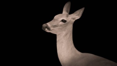 Koyu Arkaplanda Şirin Geyik Başı