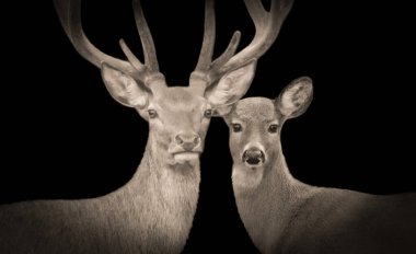 Big Antler Erkek Geyiği ve Kadın Masum Geyik Birlikte Duruyor