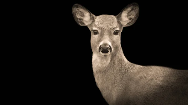 Söt Innocent Deer Närbild Ansikte — Stockfoto