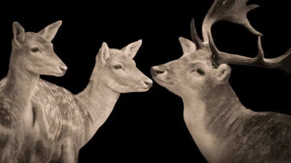 Beautiful Male And Female Deer Family Closeup In The Black Background