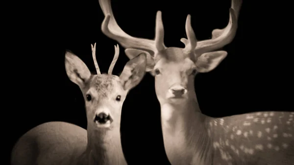 Male Deer And Female Deer Closeup Face In The Black Background