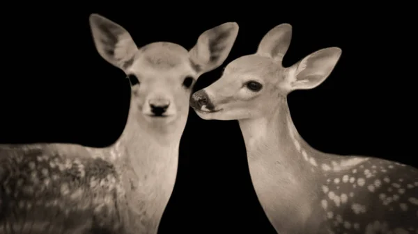 ブラックバックグラウンドで2人の鹿のクローズアップ顔 — ストック写真