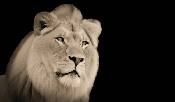 Lejonet Vackert Aggressivt Huvud Närbild Ansikte — Stockfoto