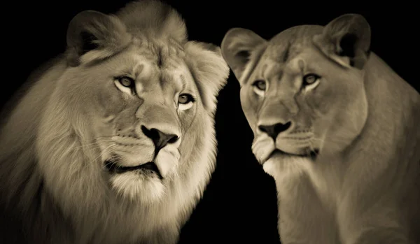 Beautiful Male And Female Lion In The Dark Black Background