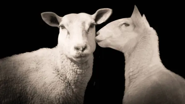Ζευγάρι Κεφάλι Πρόβατα Στο Σκούρο Μαύρο Φόντο — Φωτογραφία Αρχείου