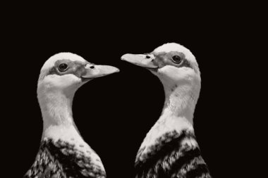 İki Güzel Mallard Ördeği Kapanış Yüzü